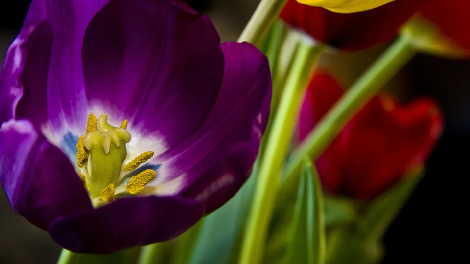 A close-up view of a vibrant purple tulip with yellow stamens and a white center.
