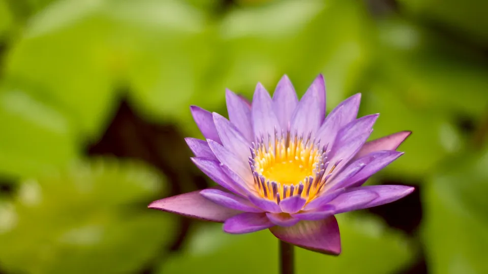 A close-up of a vibrant purple water lily with a bright yellow center, set against a blurred green background.