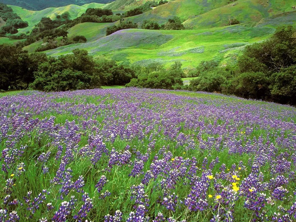 A wide field of purple wildflowers stretches towards rolling green hills dotted with trees.