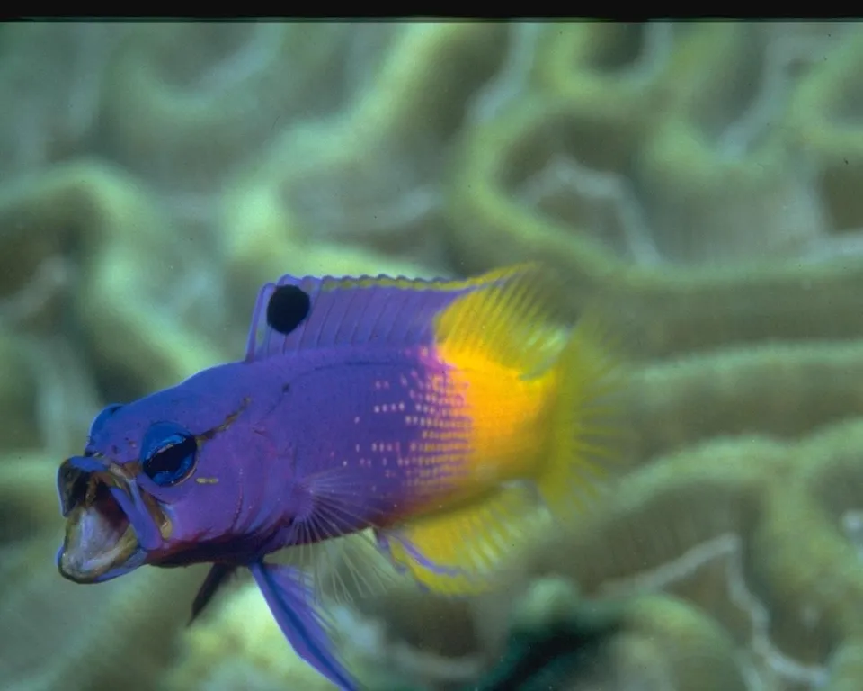 A small, brightly colored fish with purple and yellow scales swims in the ocean, its mouth open.
