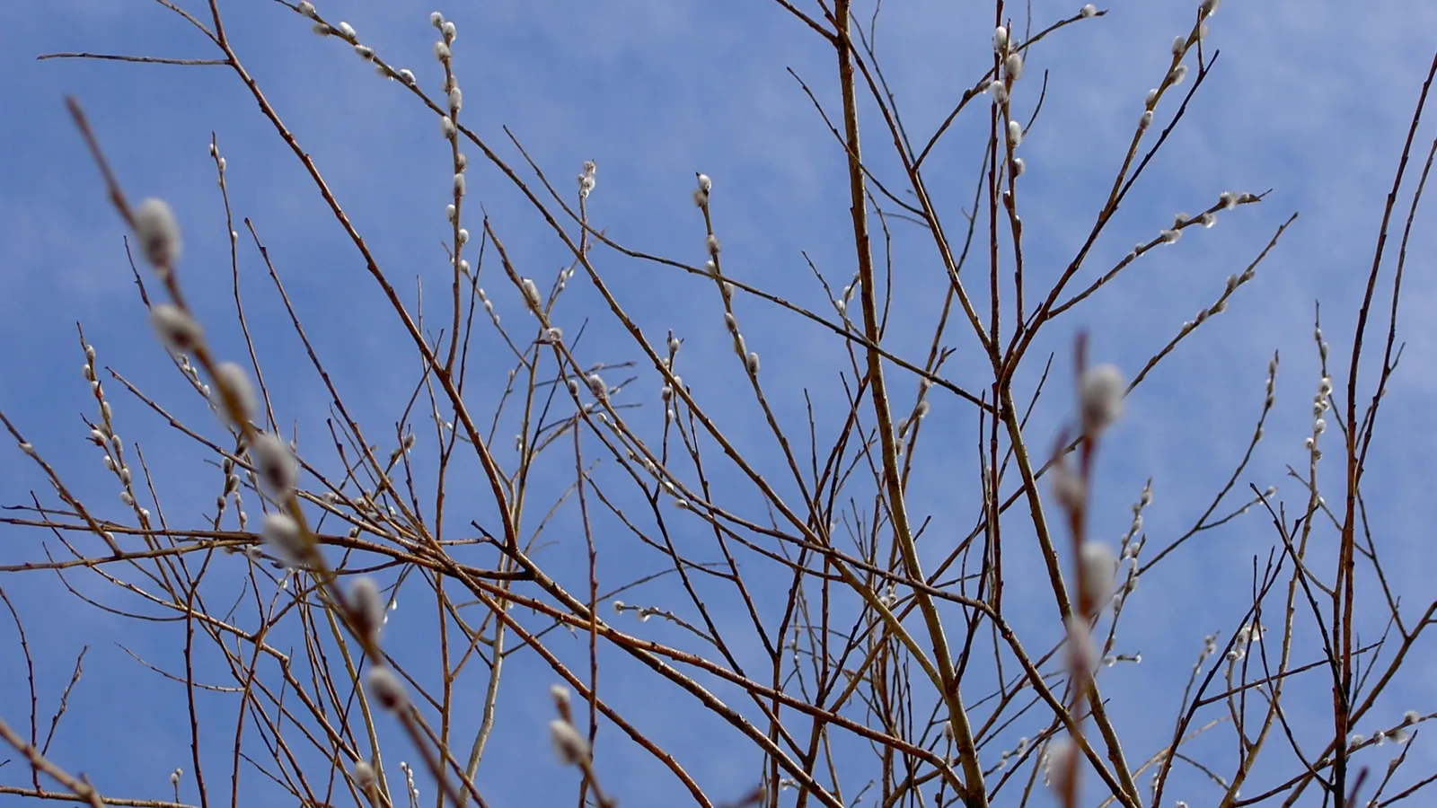 Pussy willow buds are visible on bare branches against a bright blue sky.