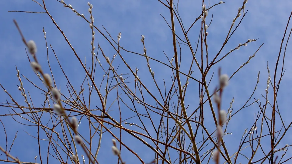Pussy willow buds are visible on bare branches against a bright blue sky.
