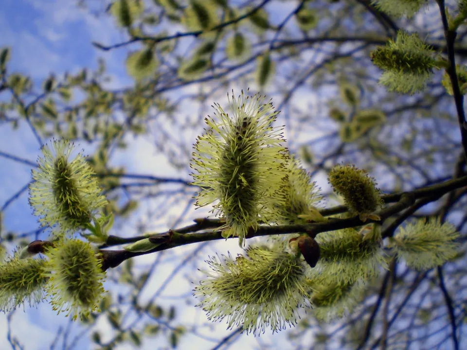 Close-up of fuzzy pussy willow catkins on a branch against a blue sky.