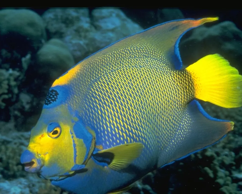 A colorful Queen Angelfish with blue and yellow scales swims in a coral reef.