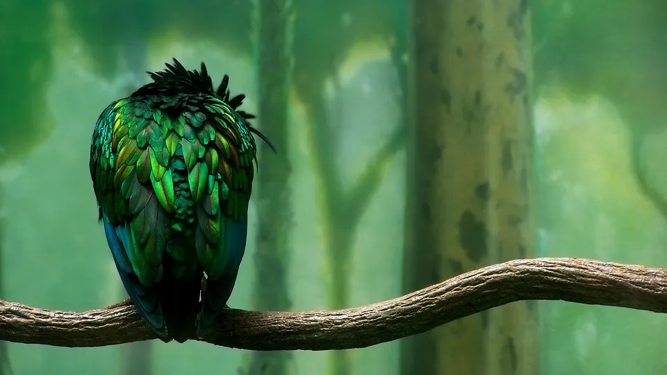 A vibrant green and blue quetzal bird with iridescent feathers sits on a tree branch in a lush forest.