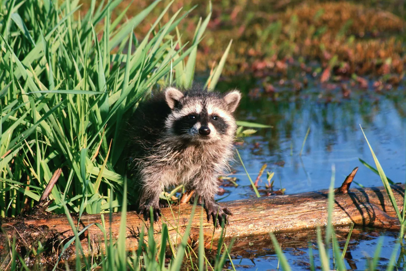 A young raccoon stands on a log near tall green grass and a body of water.