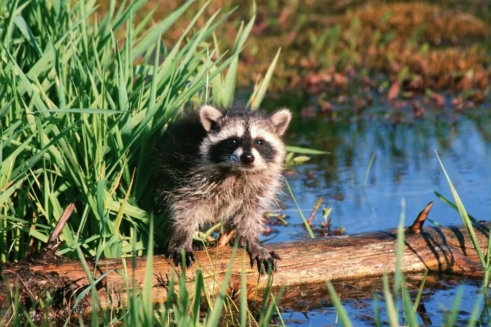 A young raccoon stands on a log near tall green grass and a body of water.