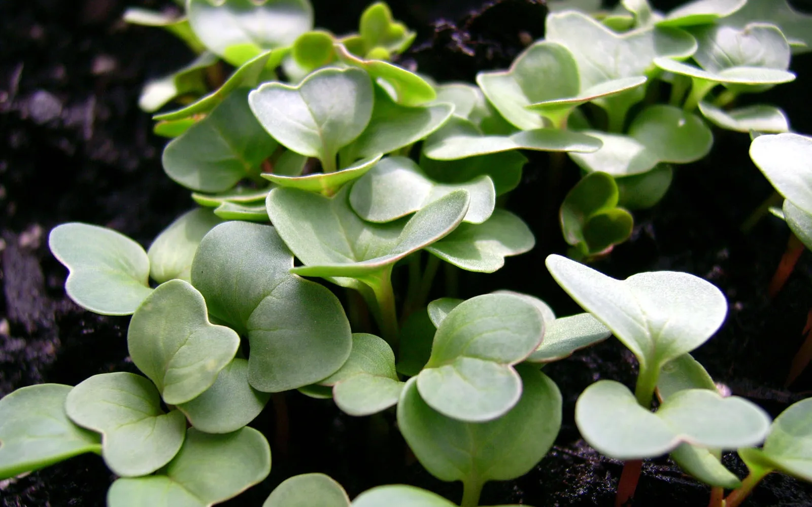 Close-up of many small, light green radish sprouts with heart-shaped leaves growing in dark soil.