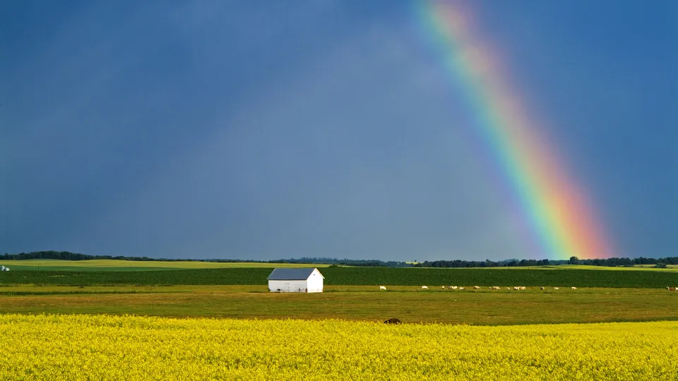A bright rainbow arcs across a dark blue sky over a rural landscape with yellow flower fields and a white barn.