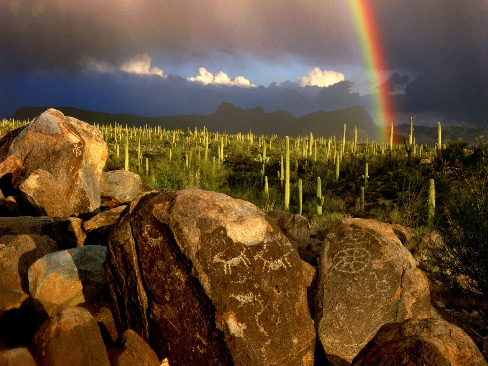A vibrant rainbow arcs across a stormy sky over a desert landscape filled with saguaro cacti and boulders.