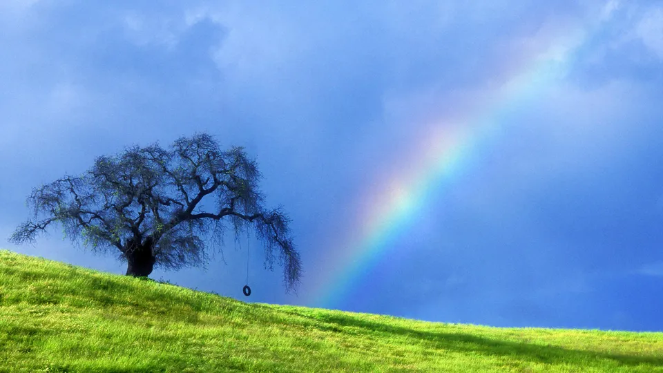 A lone tree with a tire swing stands on a grassy hill under a blue sky with a rainbow.
