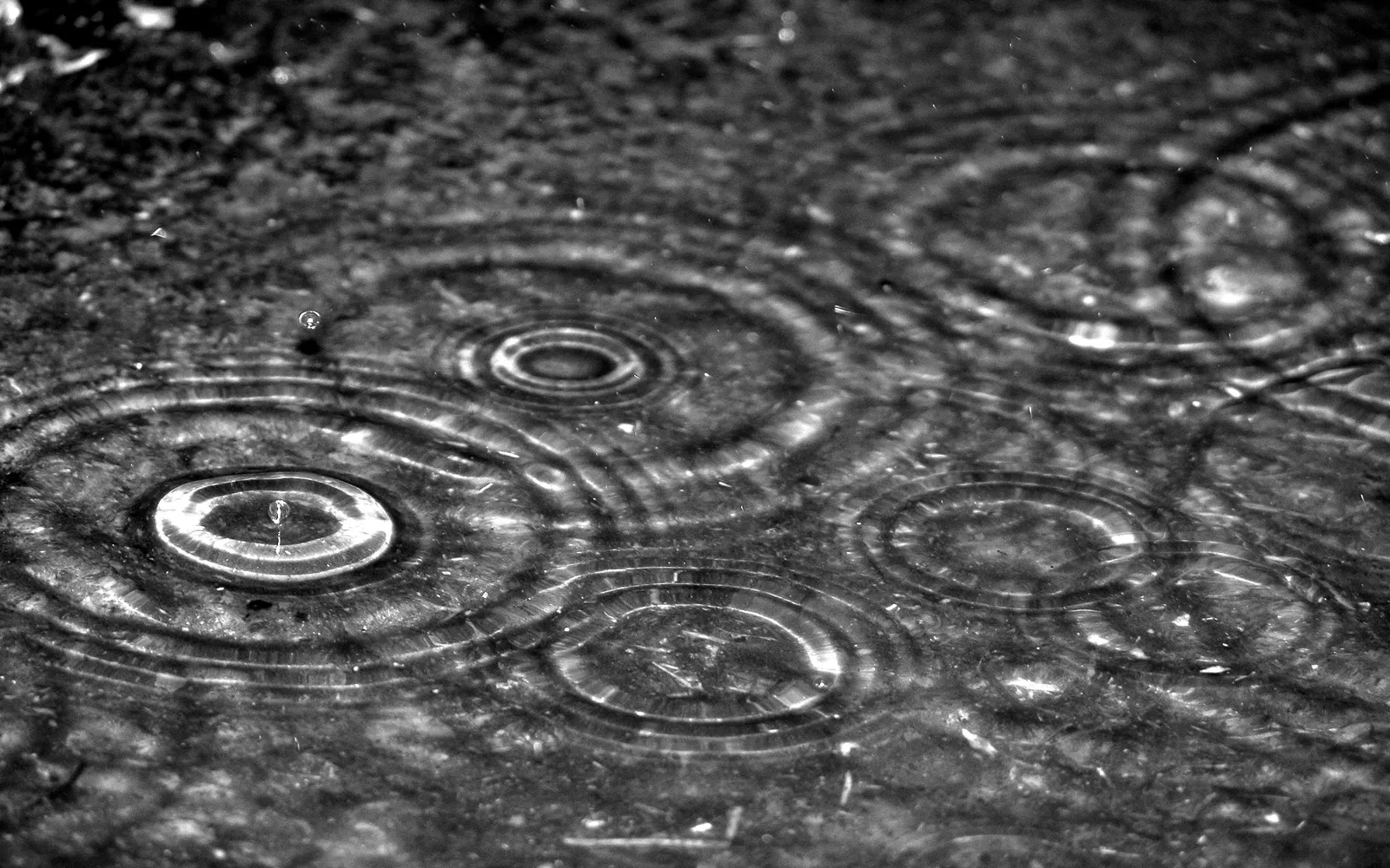 Close-up of concentric circles formed by raindrops hitting a dark, textured surface of water.