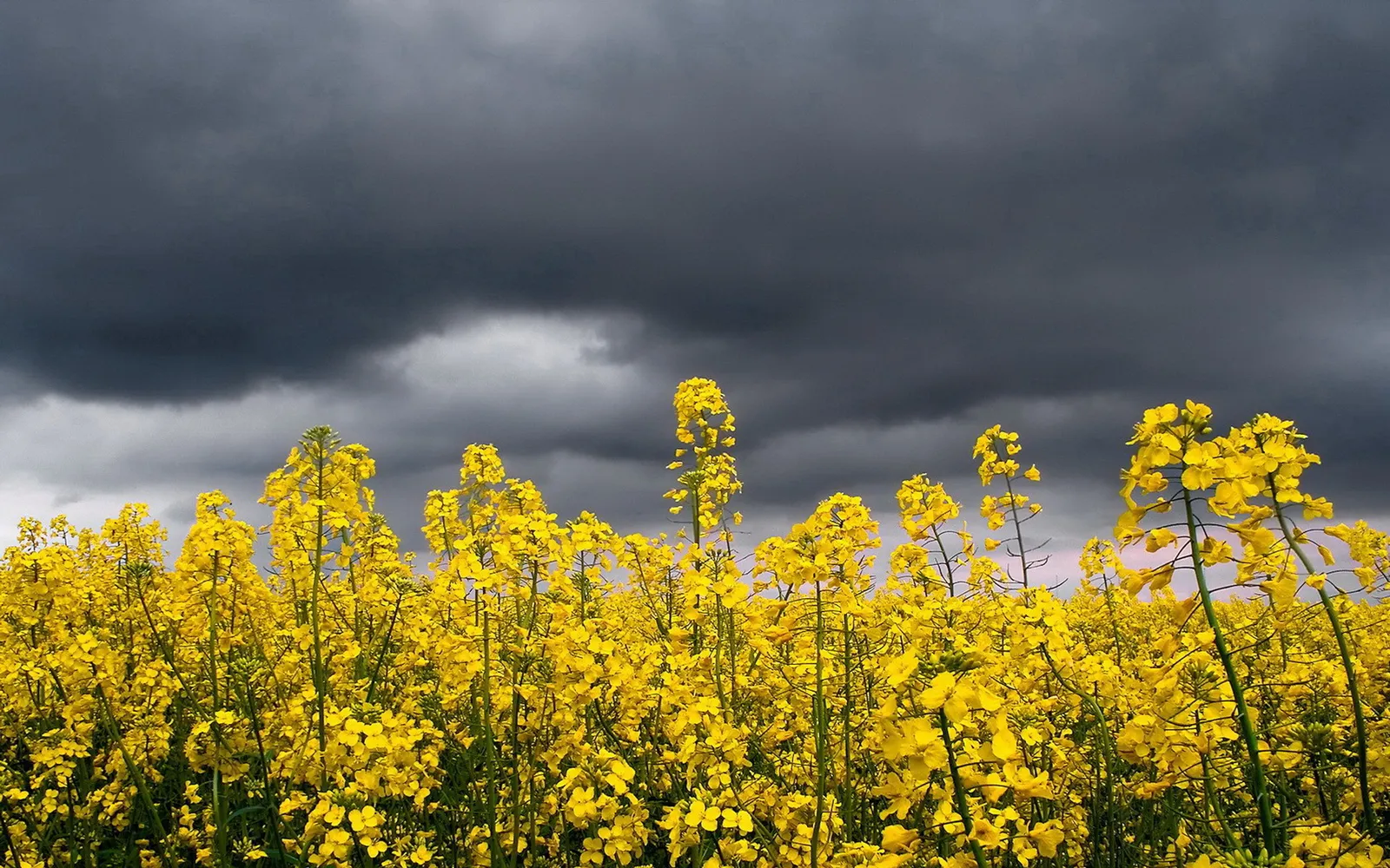 A field of bright yellow rapeseed flowers stretches towards a dark, ominous sky filled with storm clouds.