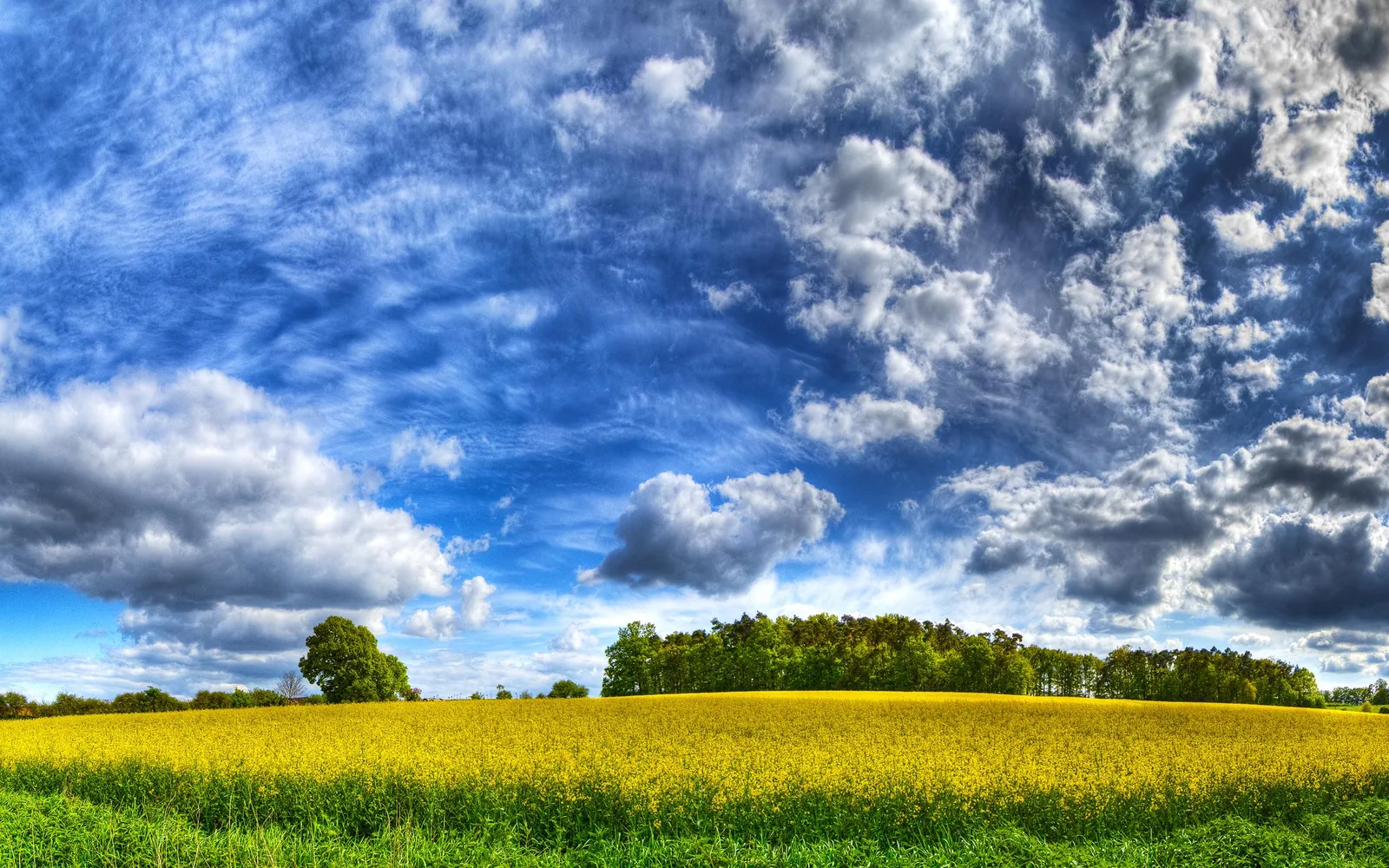 A wide field of bright yellow rapeseed flowers stretches towards a treeline under a dynamic blue sky with white and grey clouds.