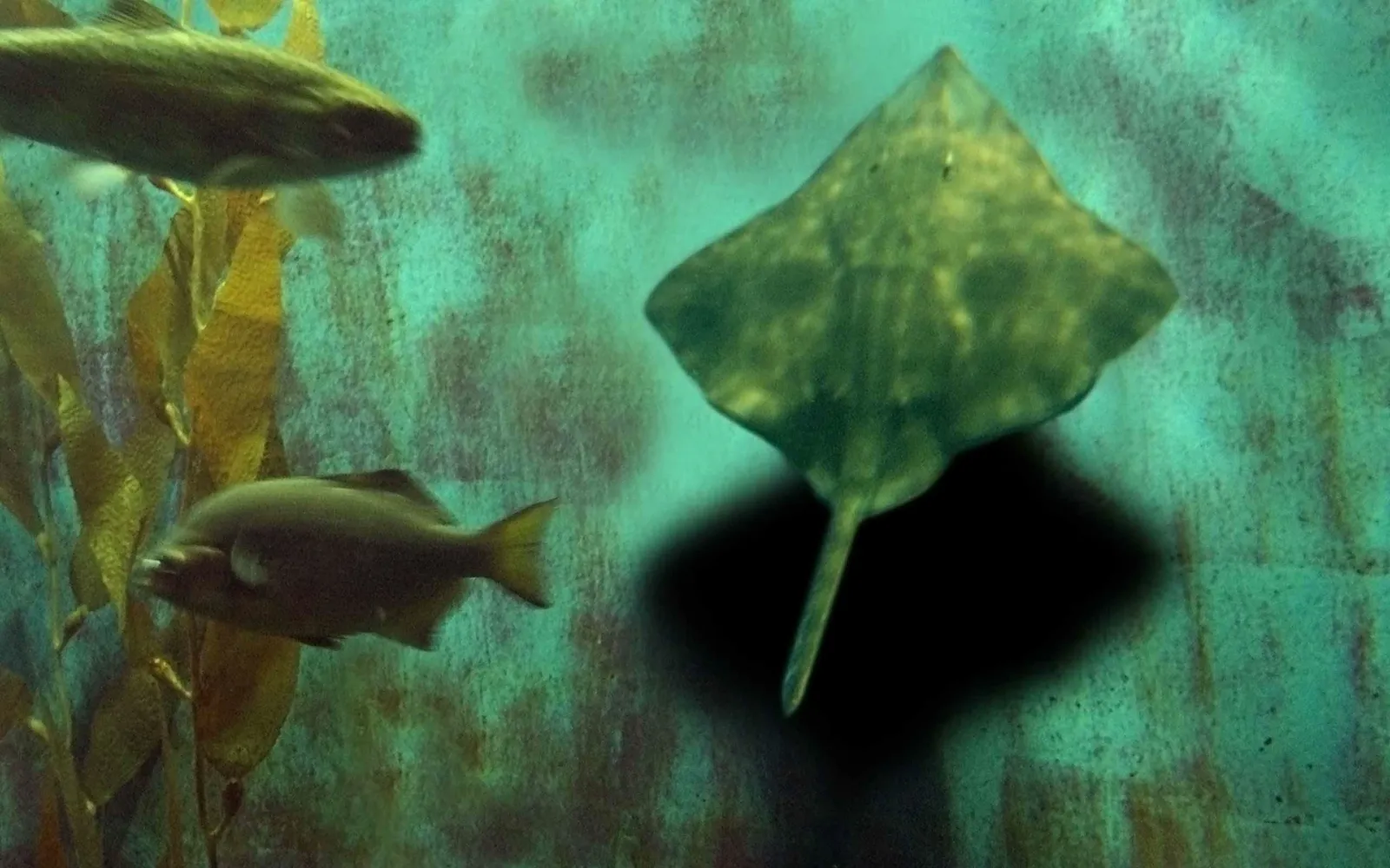 A ray and two fish swim in an aquarium with kelp and a textured wall.