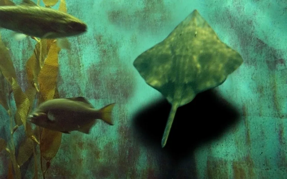 A ray and two fish swim in an aquarium with kelp and a textured wall.