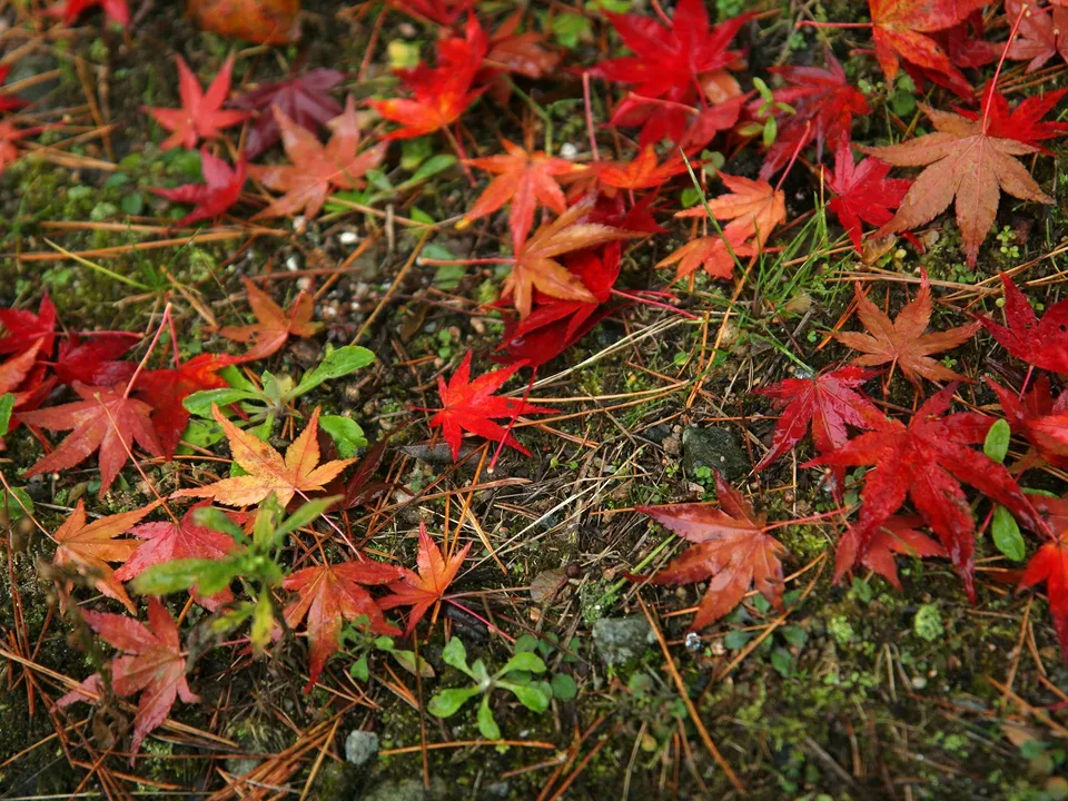 Fallen maple leaves in vibrant shades of red and orange are scattered across the forest floor, illuminated by soft, diffused light.