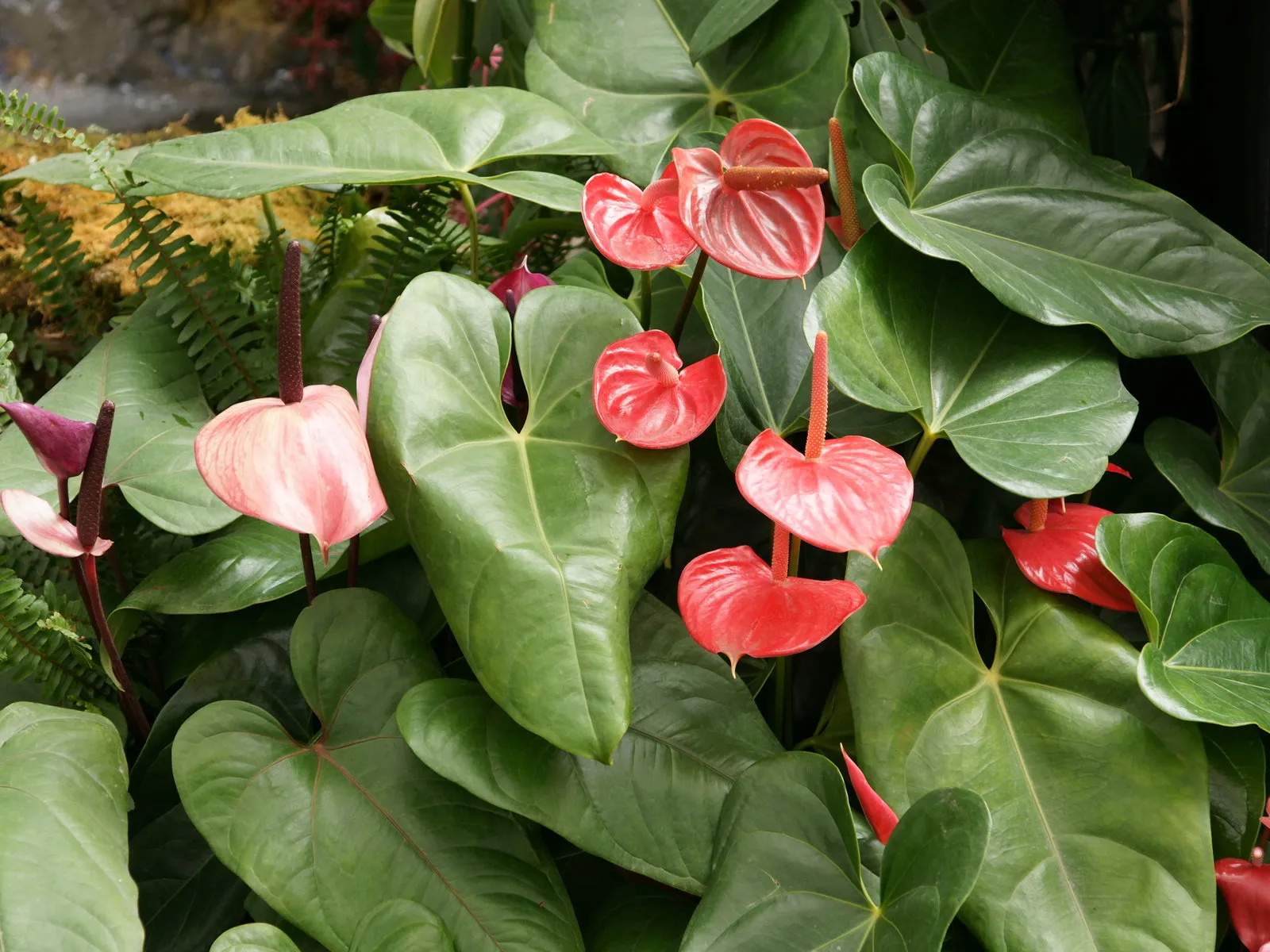 Vibrant red and pink anthurium flowers with large, glossy green leaves, highlighting their waxy texture.