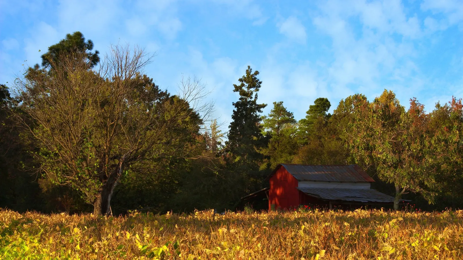 A red barn sits behind a field of dry grass, with trees and a blue sky in the background.