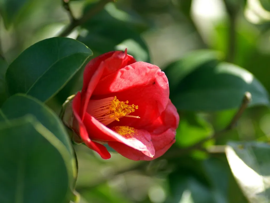 A close-up of a vibrant red camellia flower with yellow stamens, surrounded by green leaves.