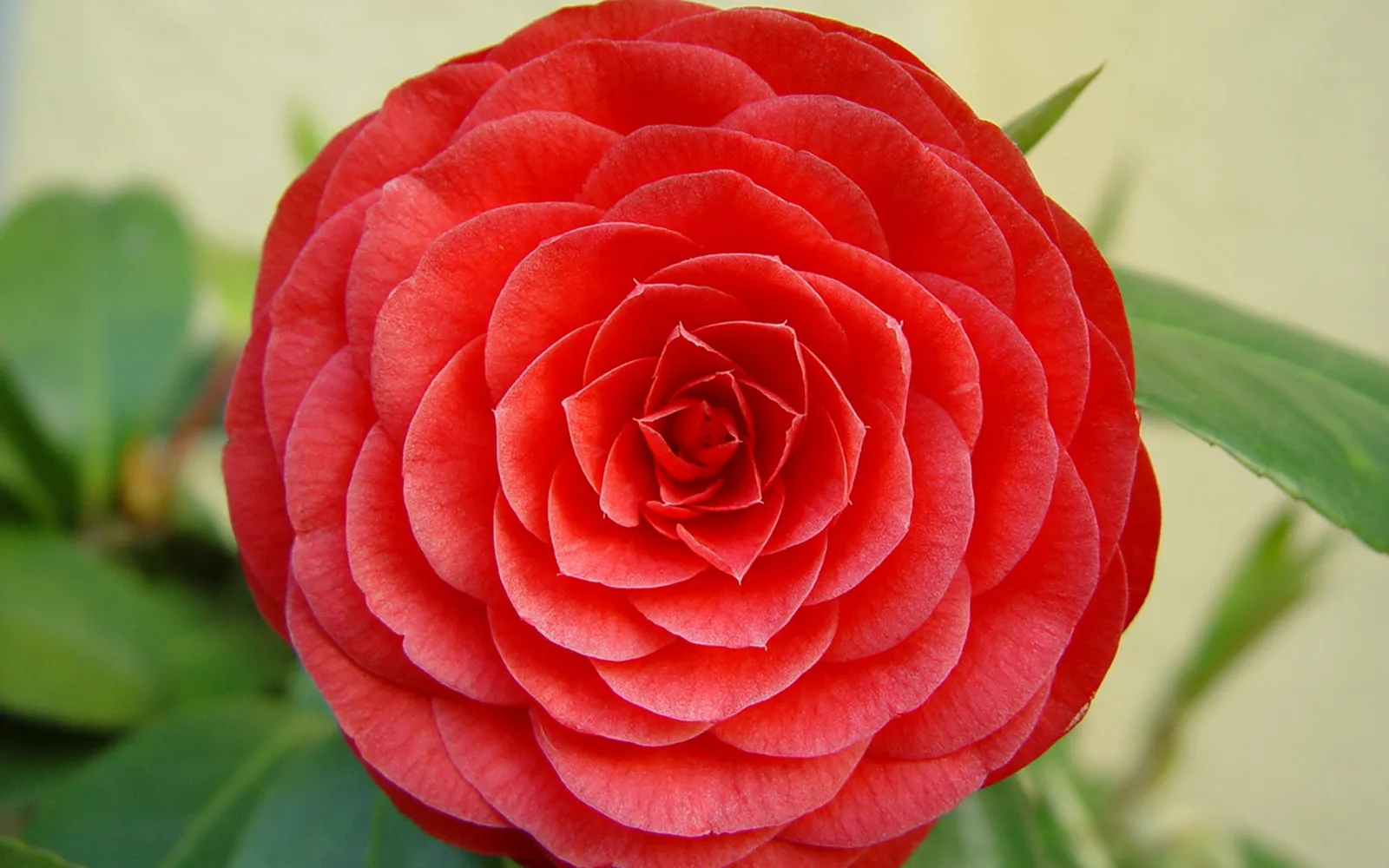 A close-up view of a vibrant red camellia flower, showcasing its perfectly layered petals and central bud.