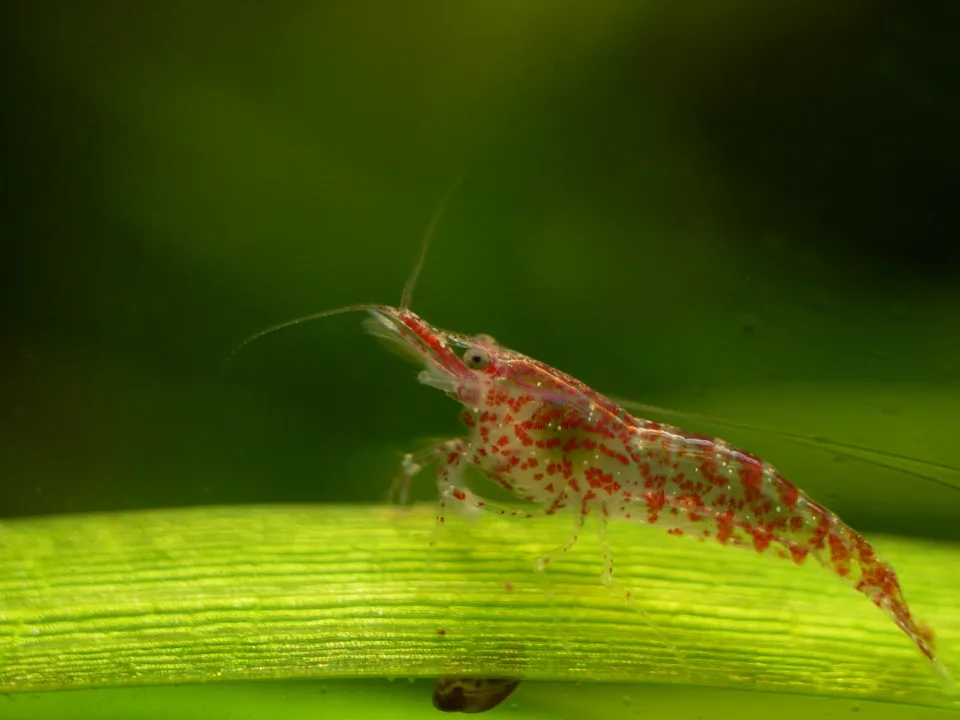 A small red cherry shrimp with white speckles rests on a bright green leaf in clear water.