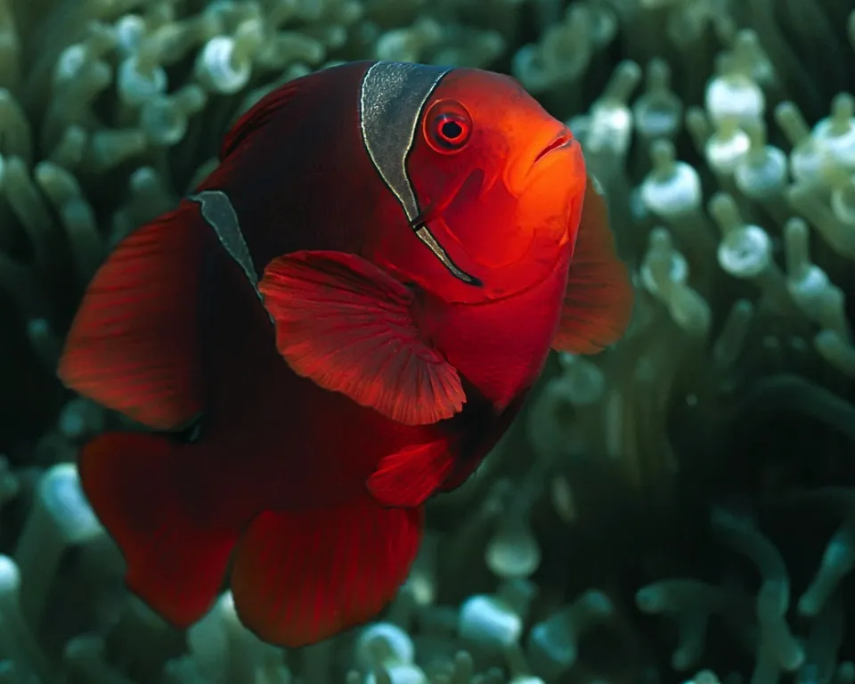 A bright red clownfish with white stripes swims among the tentacles of a sea anemone.