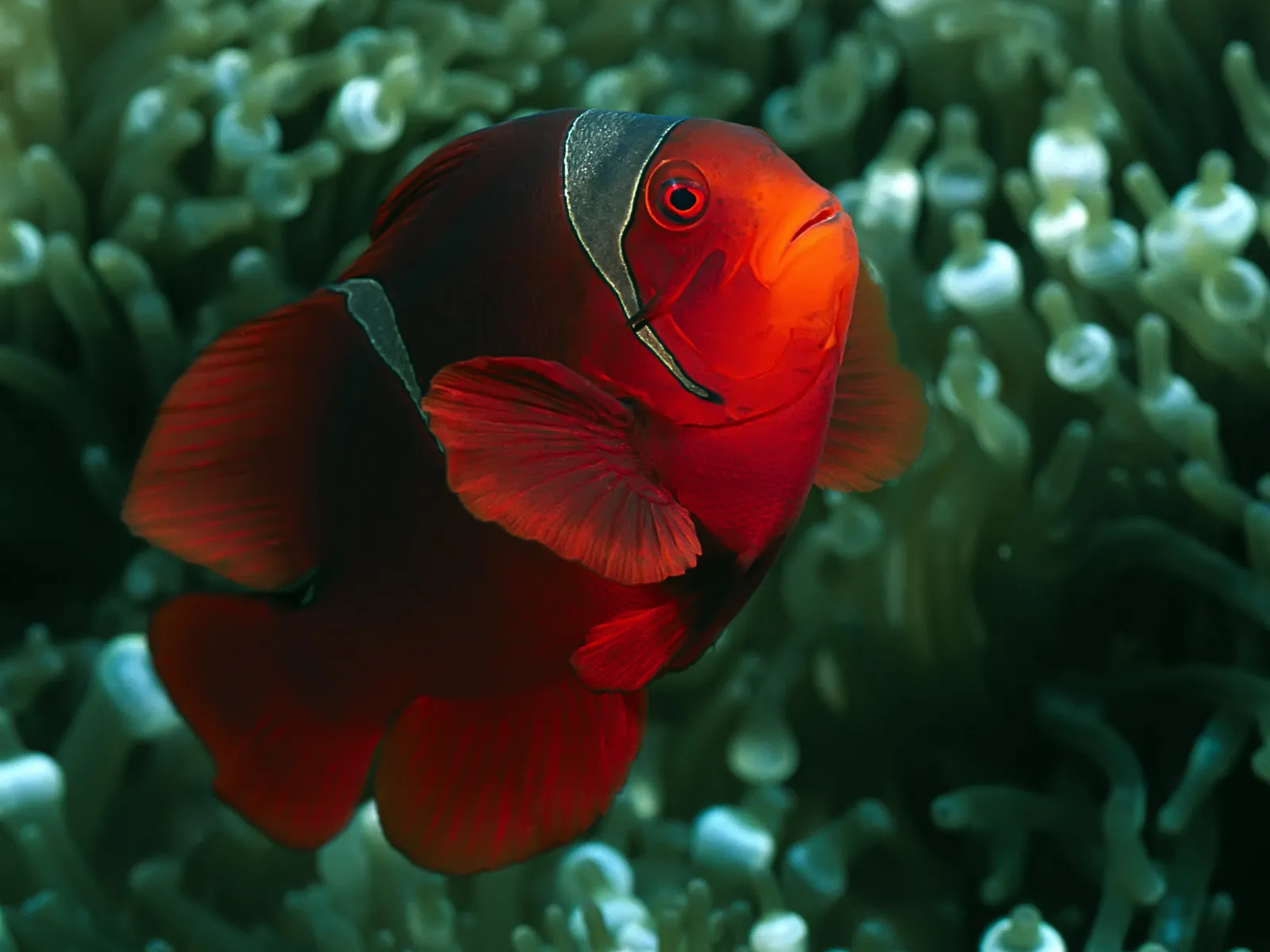 A bright red clownfish with white stripes swims in a green sea anemone.