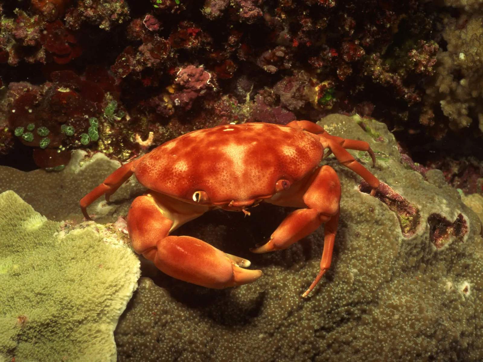 A bright red crab with prominent claws rests on a textured coral reef.