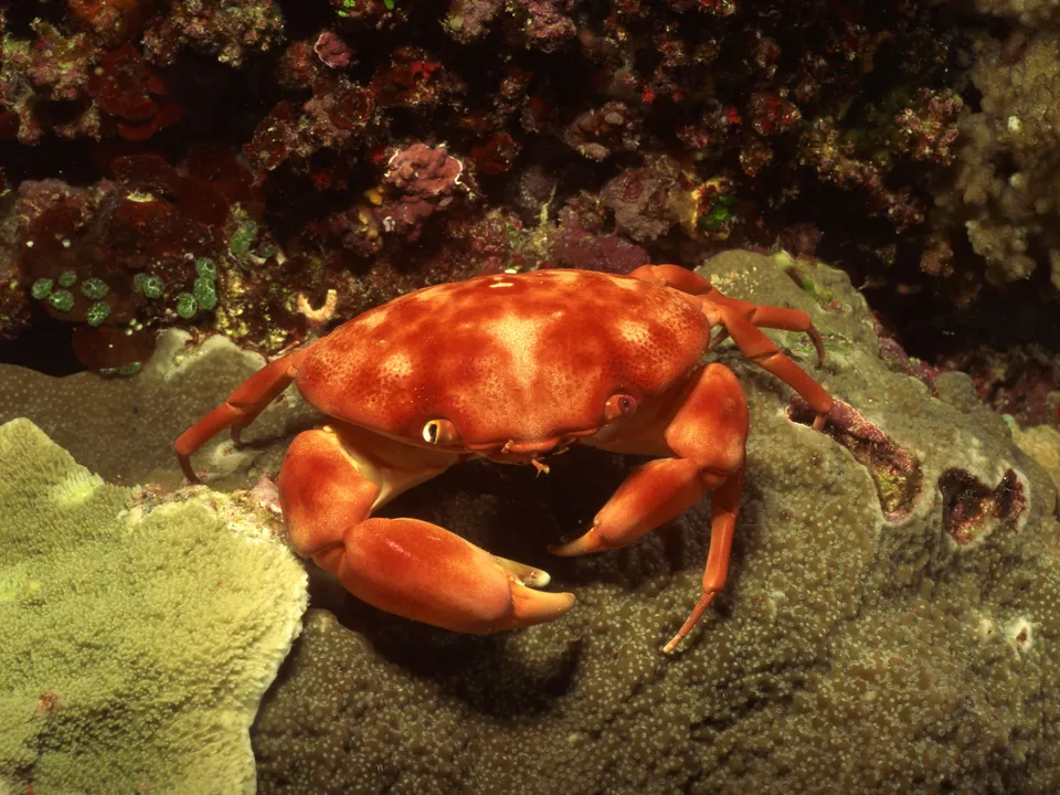 A bright red crab with prominent claws rests on a textured coral reef.