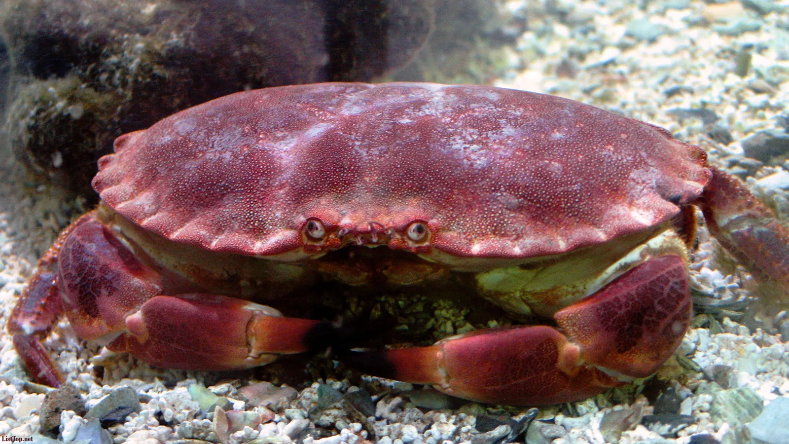 A large red crab with prominent claws rests on a gravelly ocean floor.