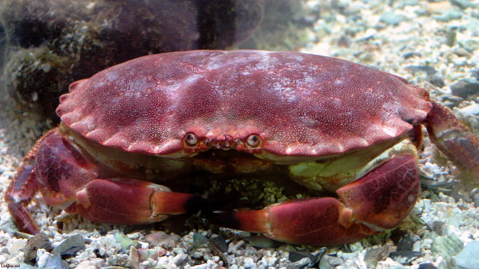A large red crab with prominent claws rests on a gravelly ocean floor.