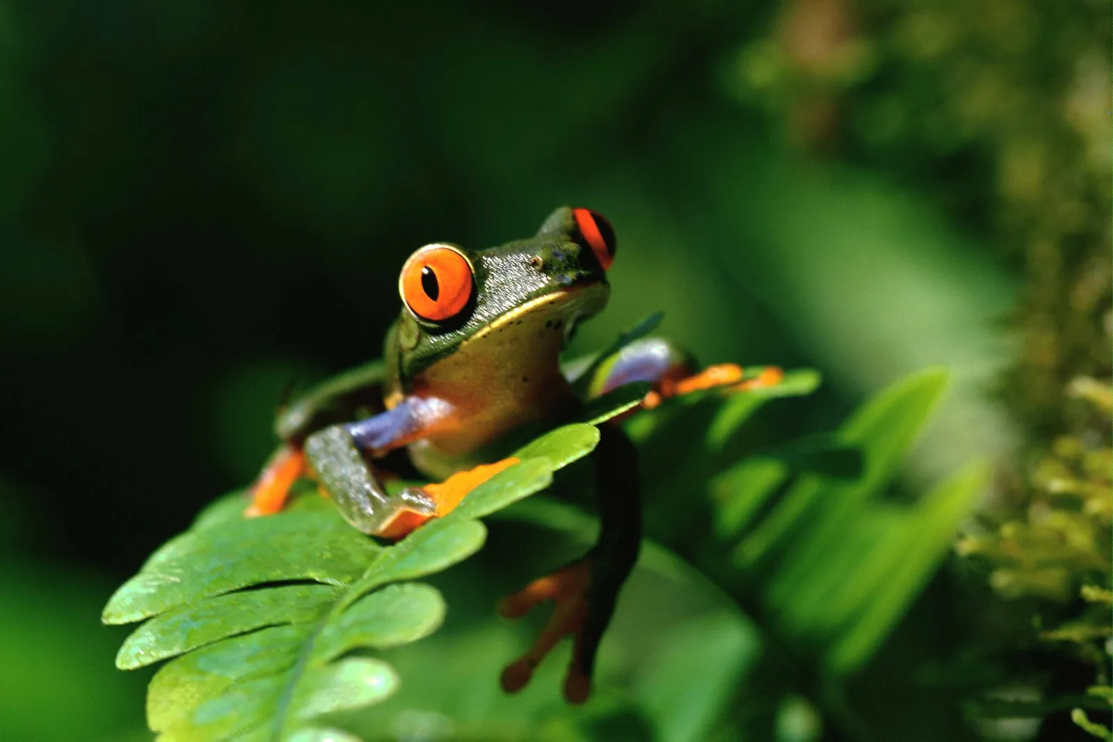 A red-eyed tree frog with bright orange eyes sits on a green leaf, its body a mix of green and orange.