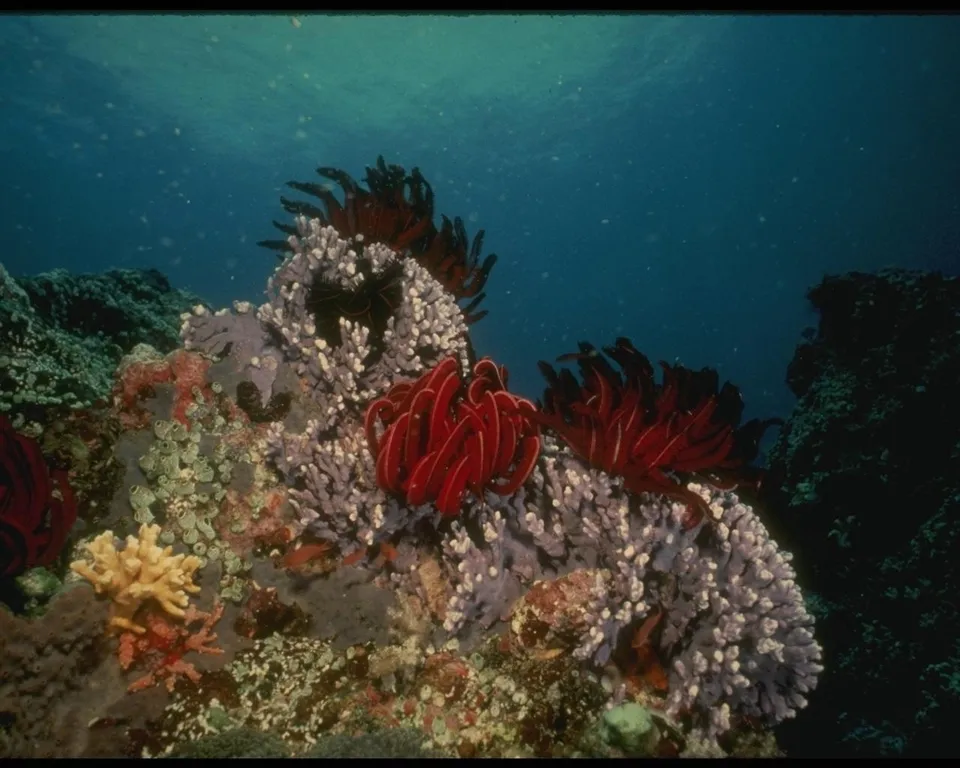Vibrant red feather stars are clustered on a white coral formation underwater.