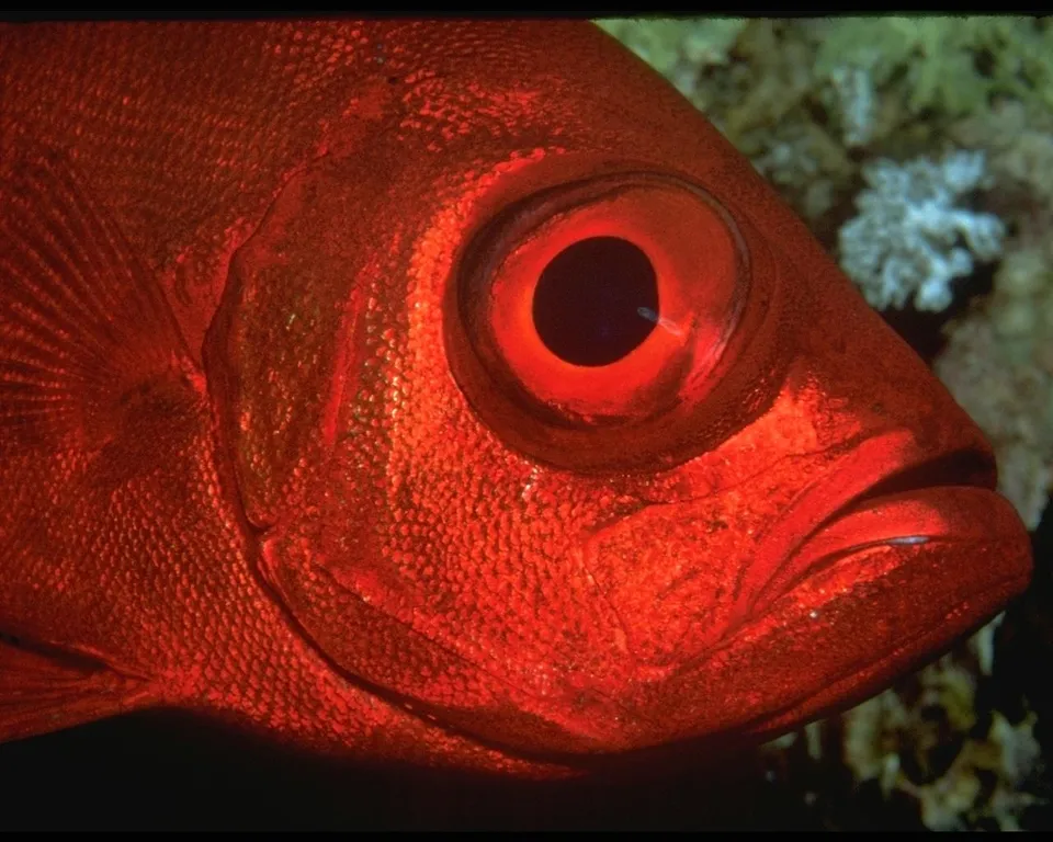 A close-up profile of a bright red fish, focusing on its large, dark eye with a red iris.