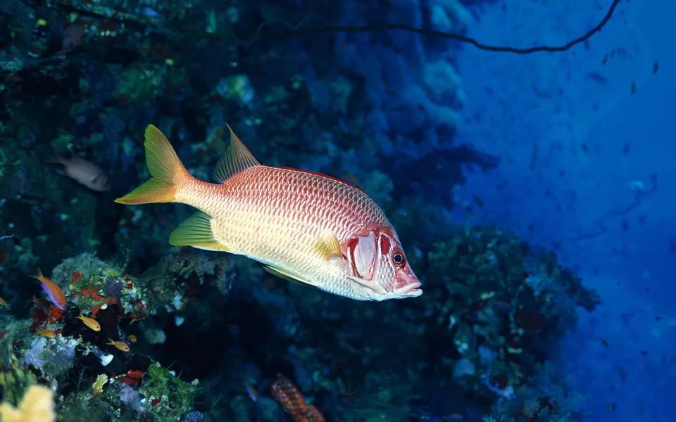 A red and yellow fish swims in clear blue water near a textured coral reef.