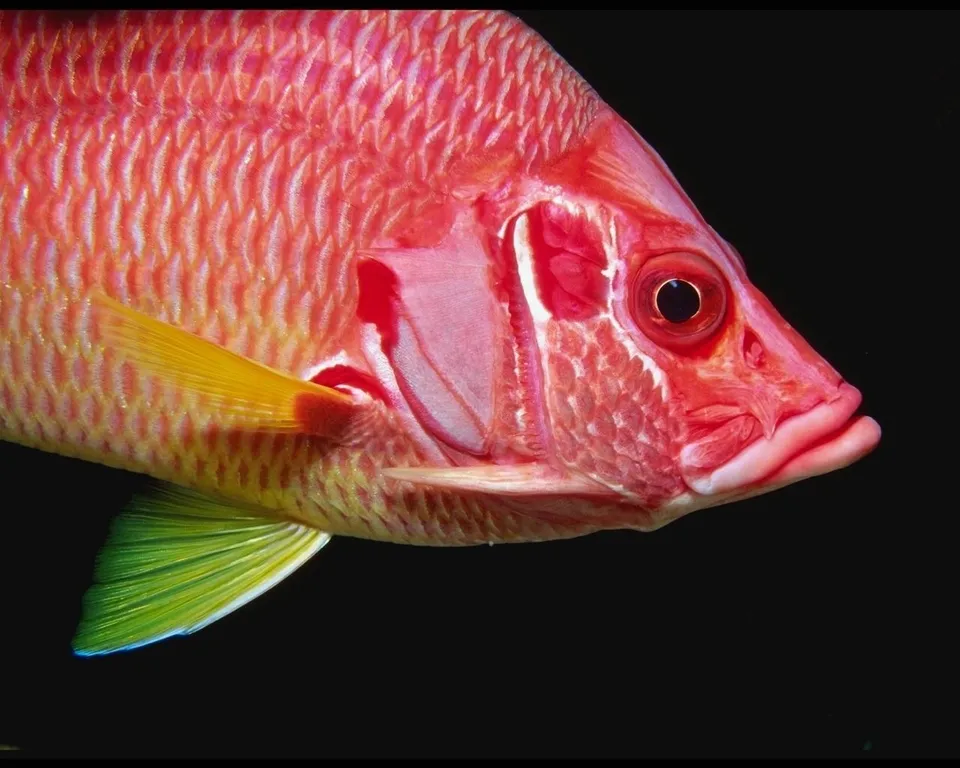 A detailed close-up of a bright red fish with yellow and green fins against a black background.