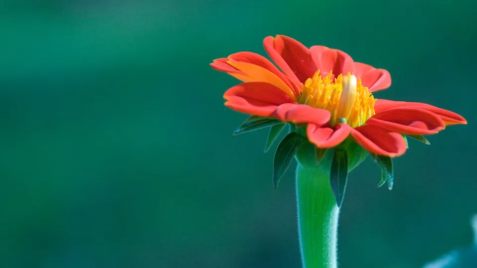 A close-up of a vibrant red flower with a yellow center against a blurred green background.