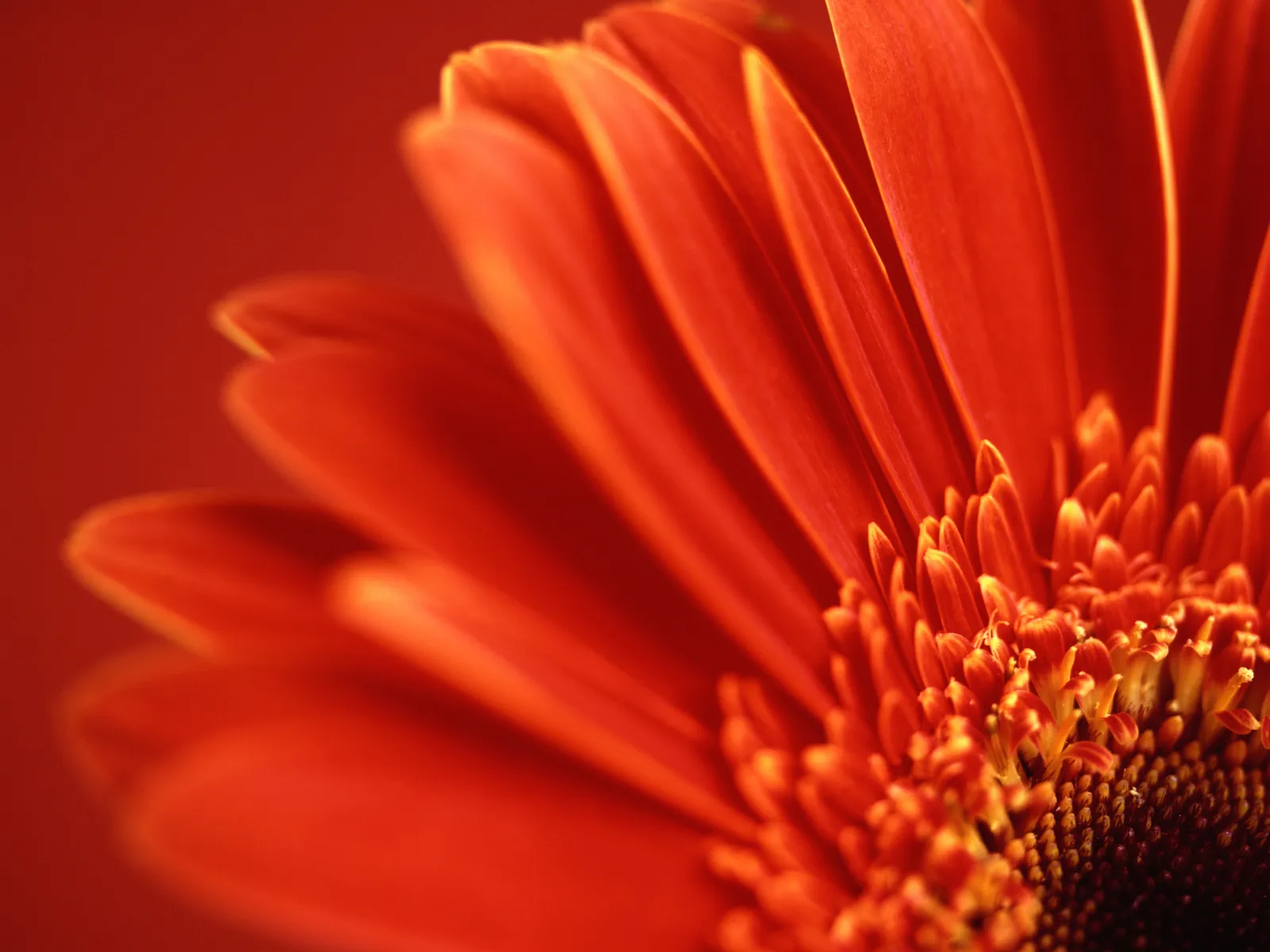 A close-up view of bright red gerbera daisy petals and center.