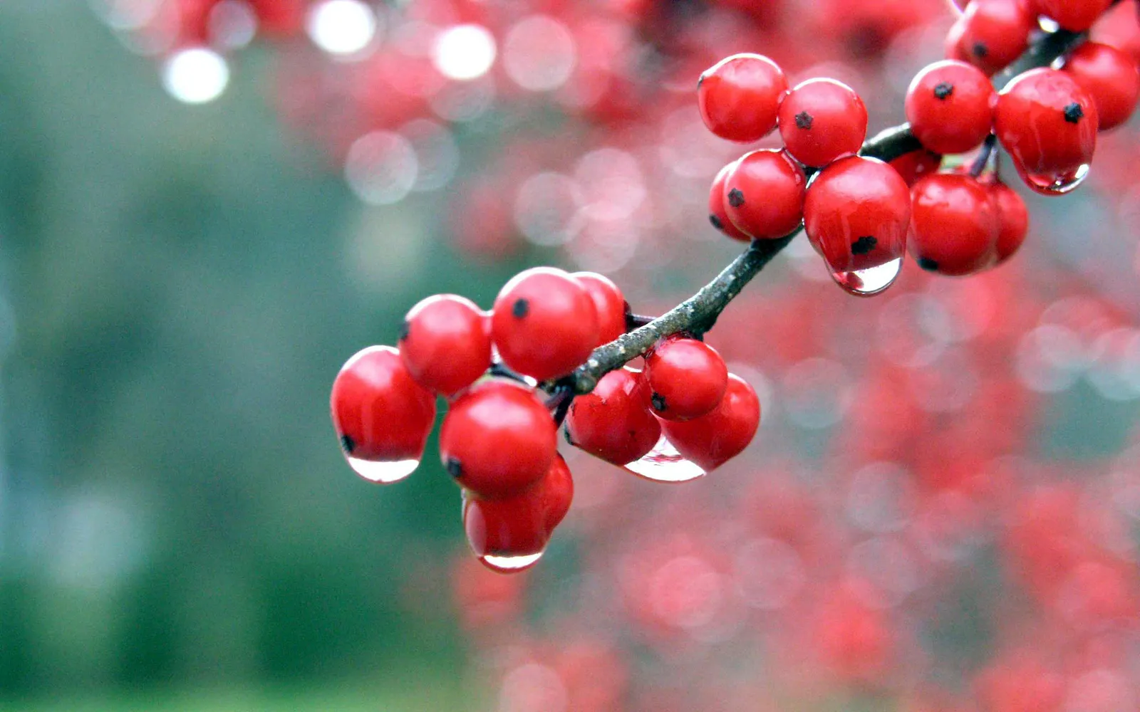 Close-up of bright red holly berries with water droplets clinging to them, against a blurred green background.