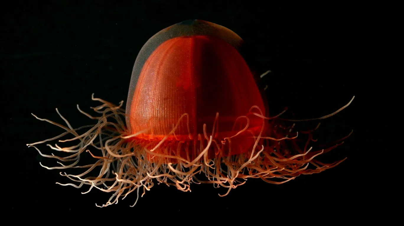 A vibrant red jellyfish with numerous thin, flowing tentacles against a black background.