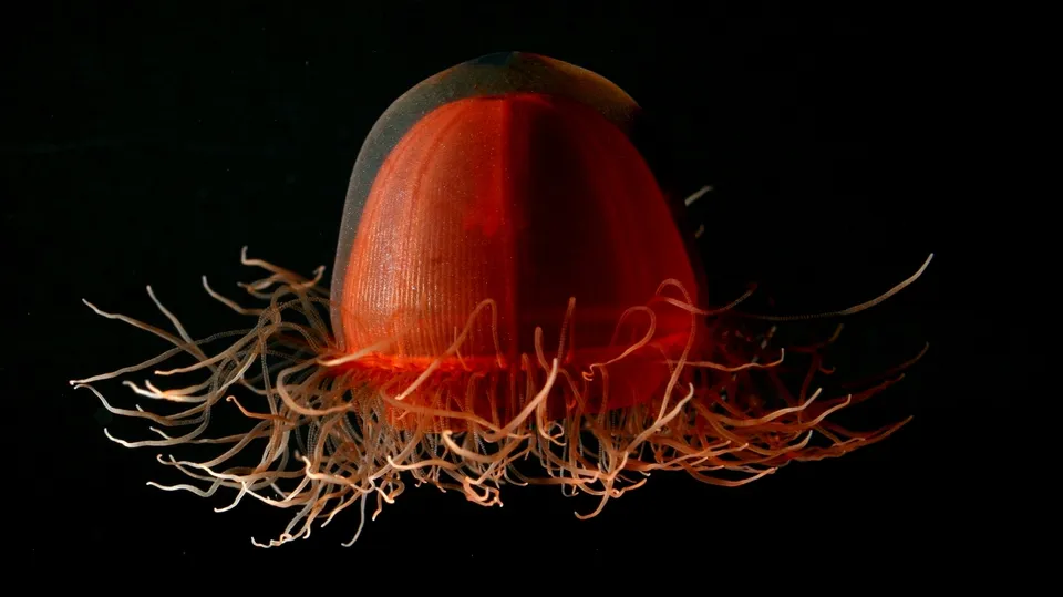 A vibrant red jellyfish with numerous thin, flowing tentacles against a black background.