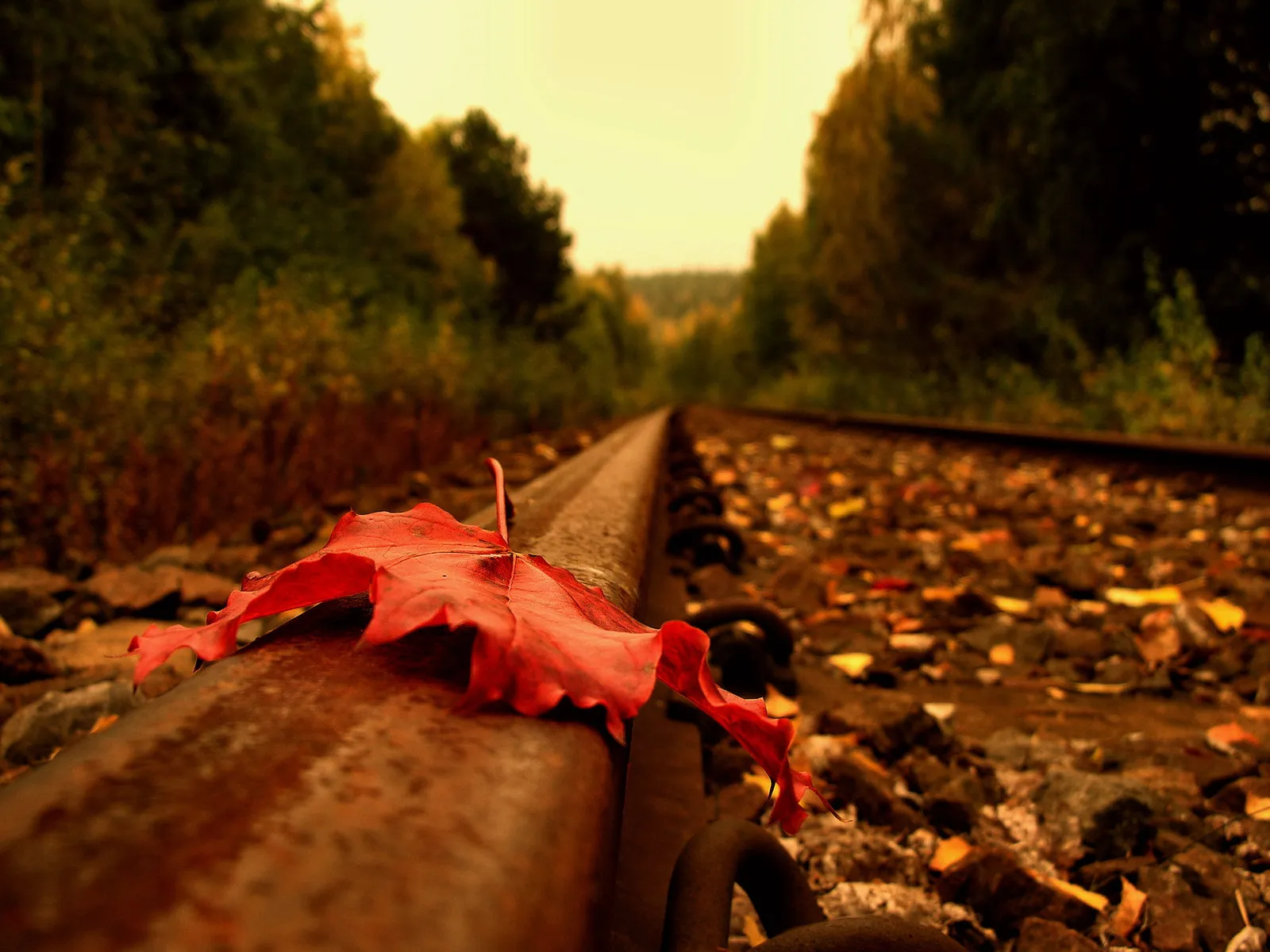 A single red maple leaf rests on a rusty train track, with fallen autumn leaves scattered around.