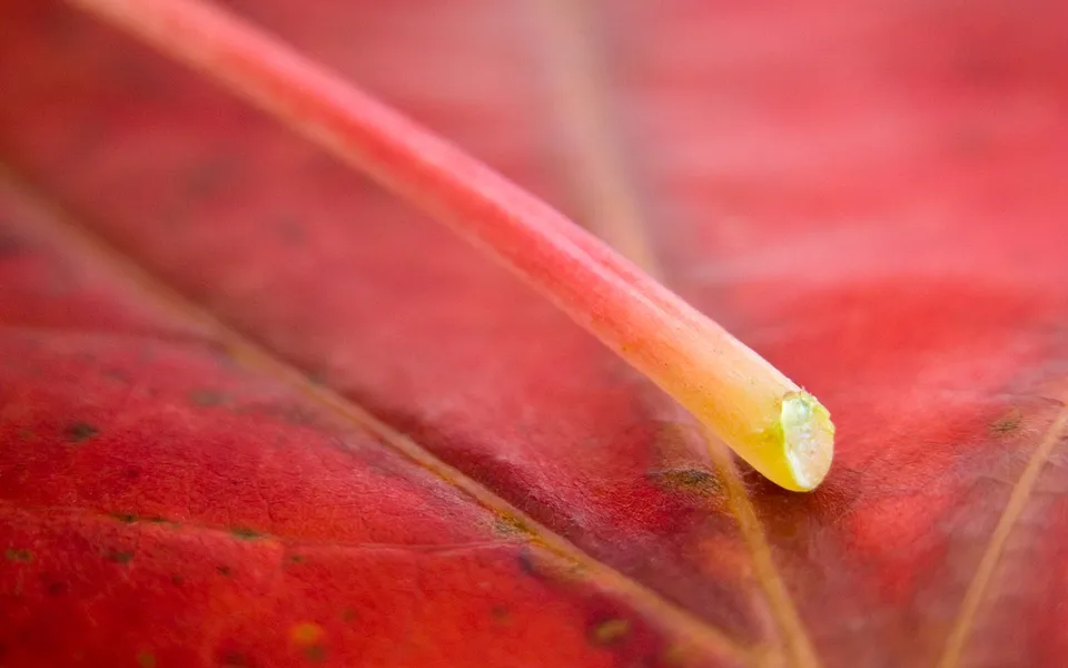 A close-up macro photograph of a red leaf with a thin, light-colored stem extending across it.