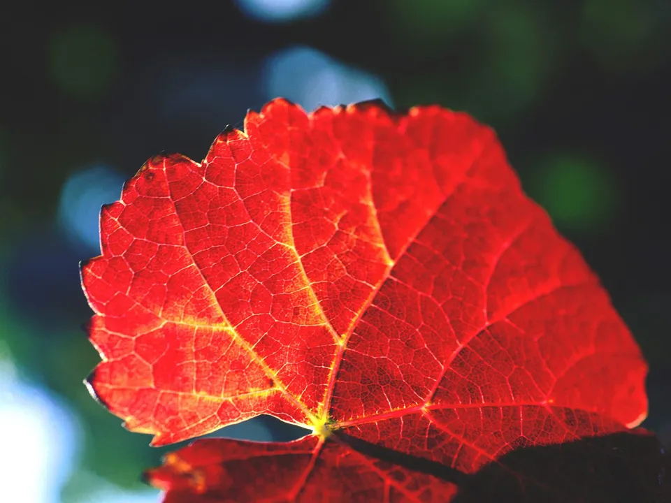 A close-up view of a bright red leaf, showing its intricate veins illuminated by sunlight.