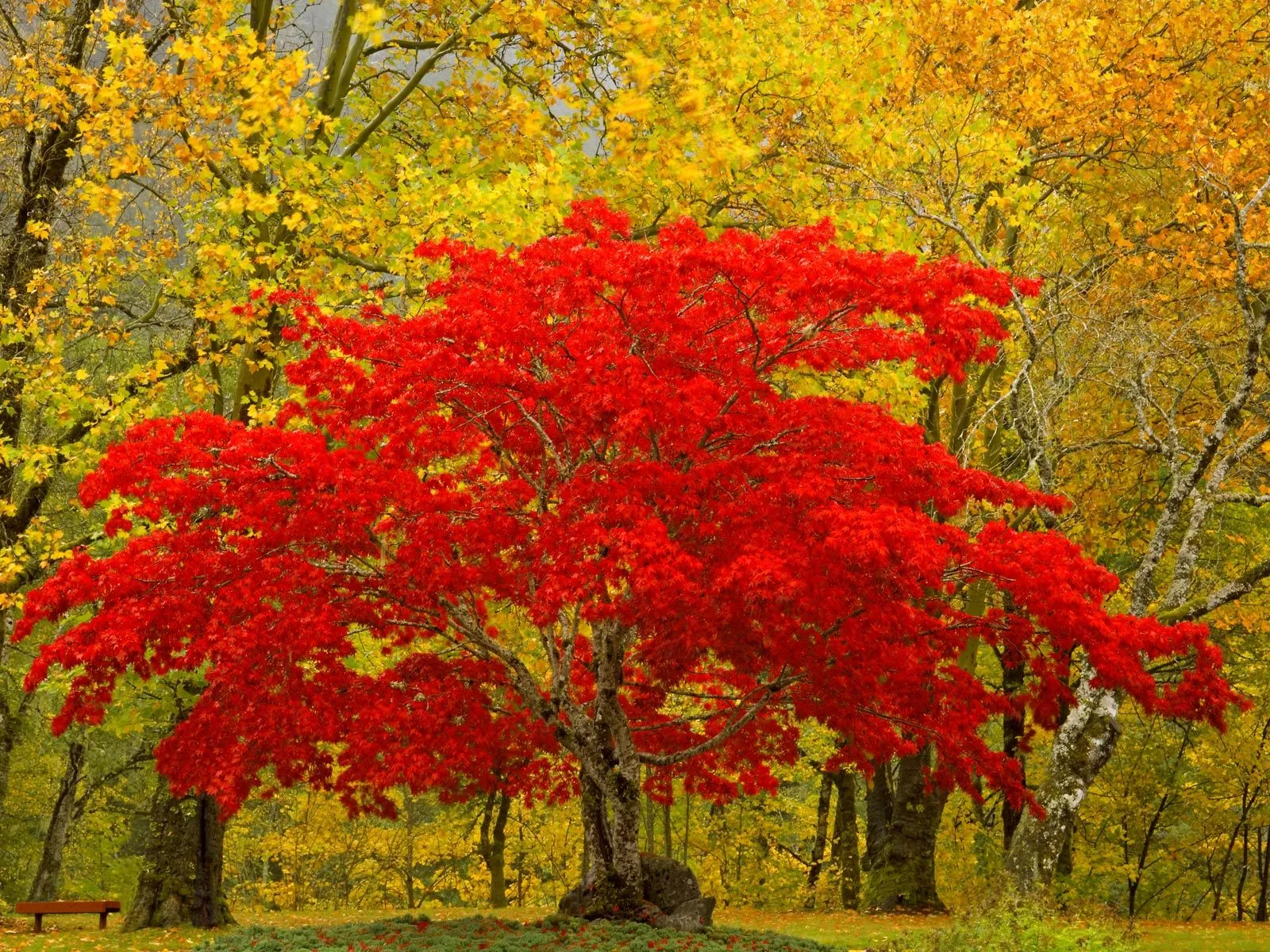 A bright red Japanese maple tree stands out against a backdrop of yellow autumn leaves.