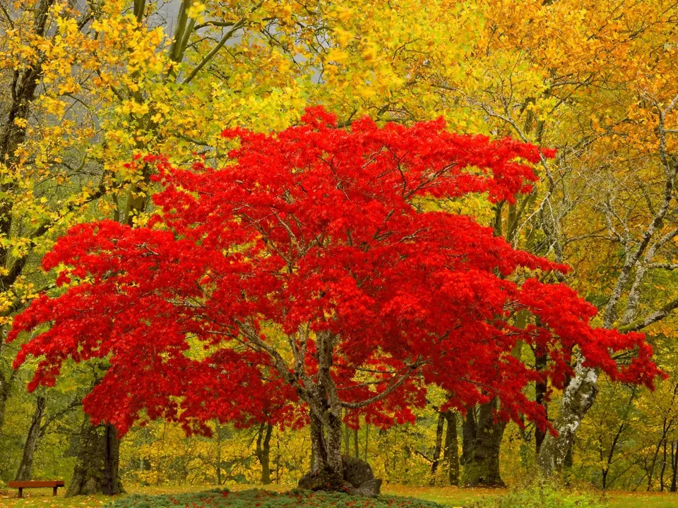 A bright red Japanese maple tree stands out against a backdrop of yellow autumn leaves.