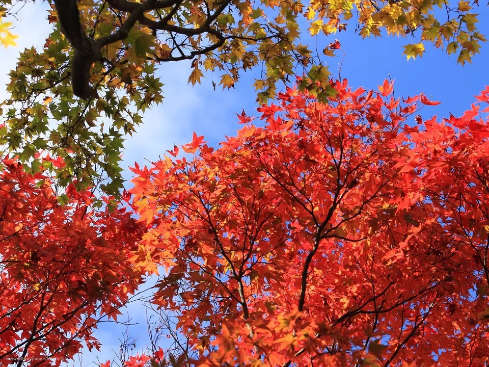 A view looking up at bright red maple leaves and some green leaves against a clear blue sky.
