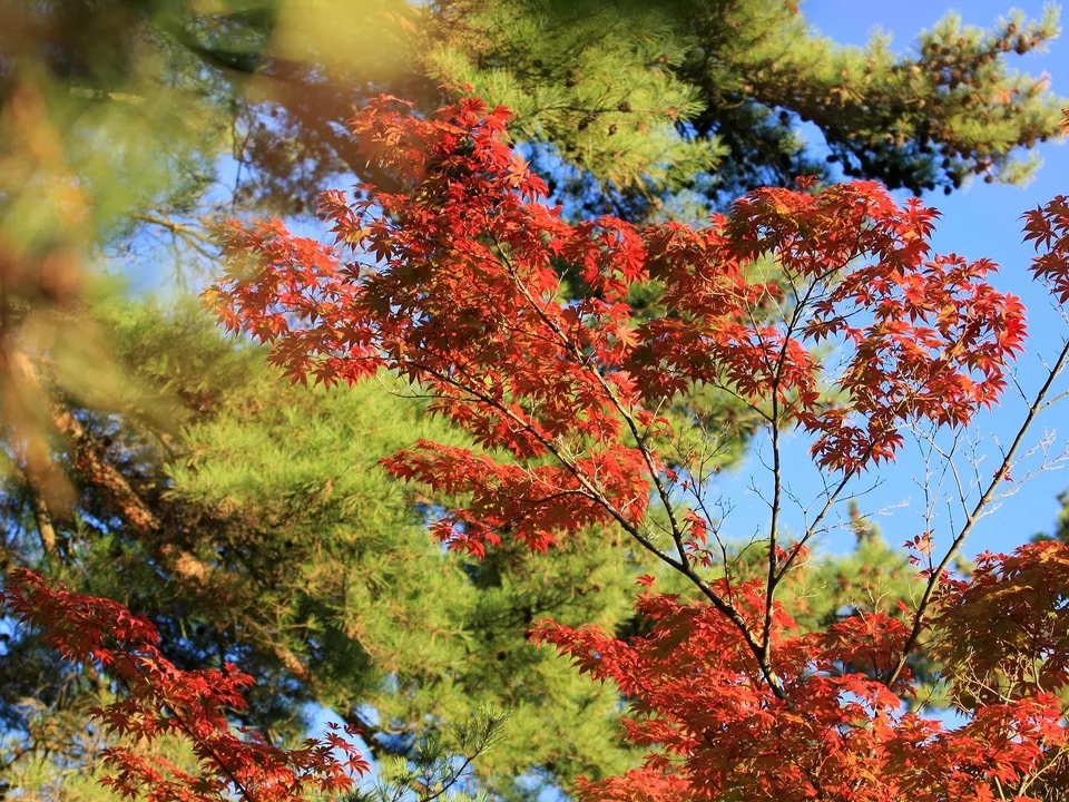 Close-up of bright red maple leaves in autumn, contrasted with green pine needles and a clear blue sky.