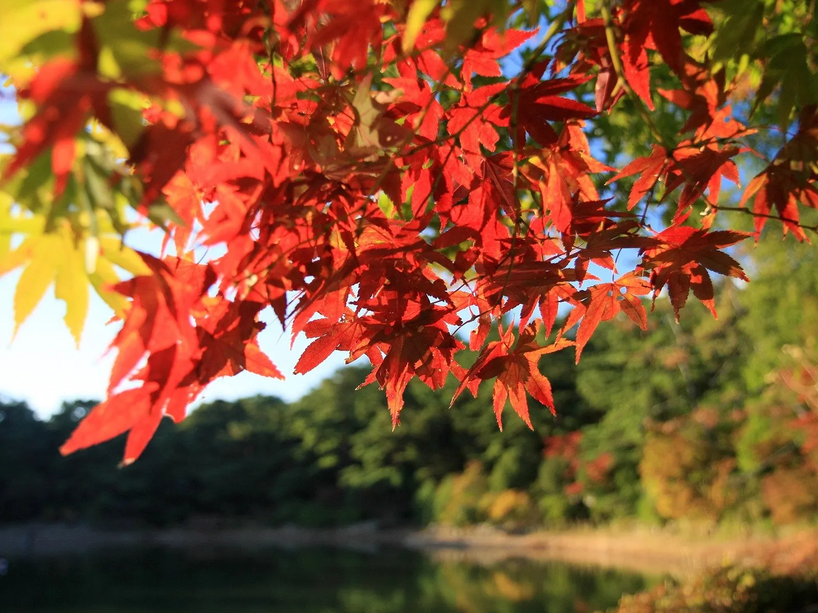Close-up of bright red maple leaves in the foreground with a blurred background of trees and water.